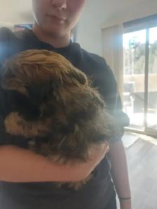 Shihtzu puppy - Photo 3