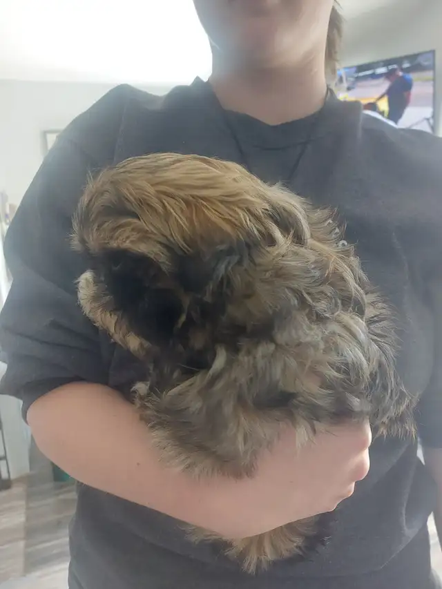 Shihtzu puppy - Photo 4