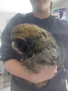 Shihtzu puppy - Photo 4