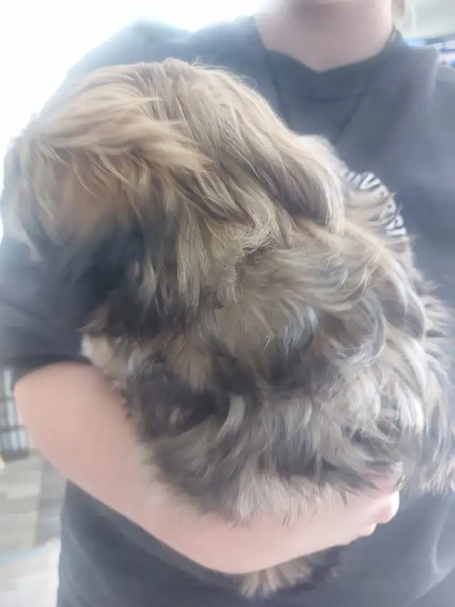Shihtzu puppy - Photo 5