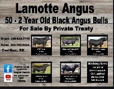 2 Year Old Black Angus Bulls