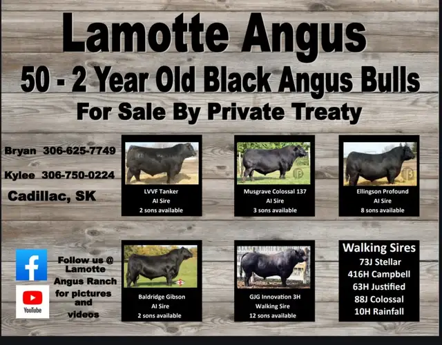 2 Year Old Black Angus Bulls - Photo 2