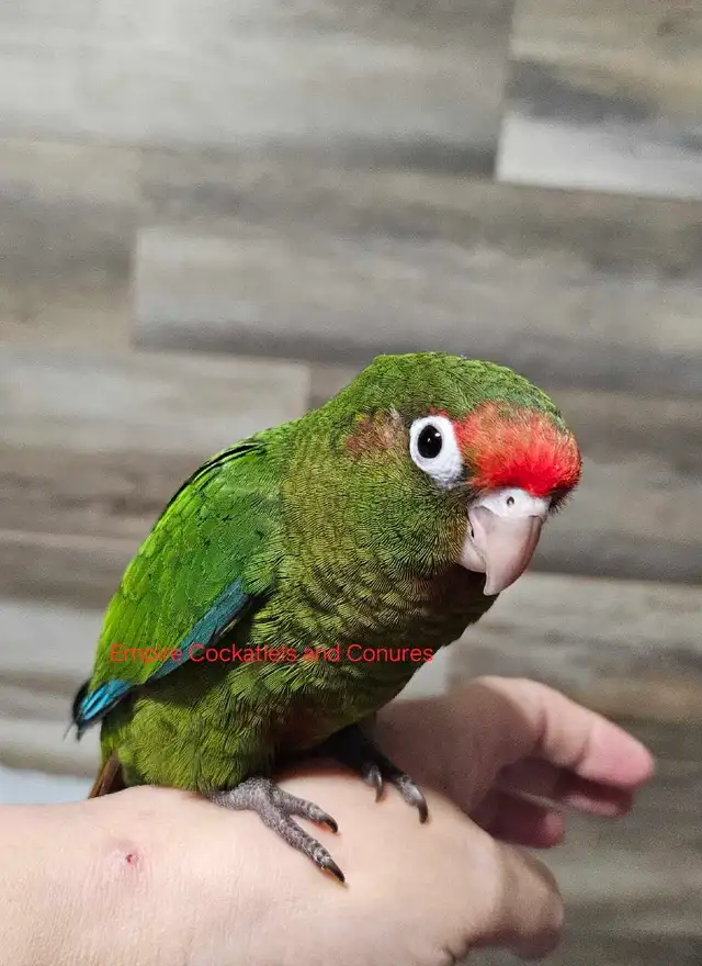 Male Conure Babies