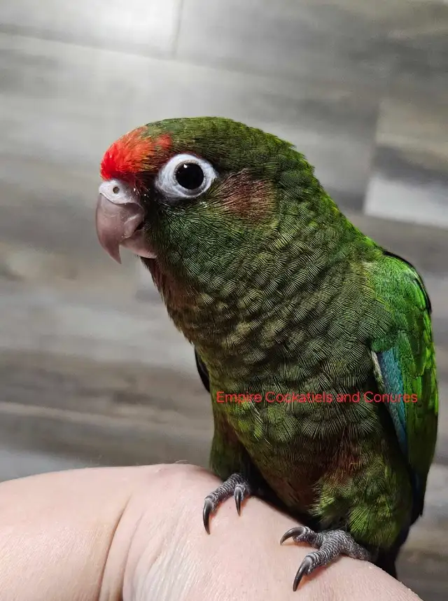 Male Conure Babies - Photo 2