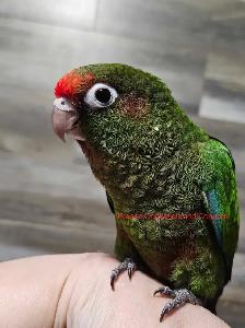Male Conure Babies - Photo 2