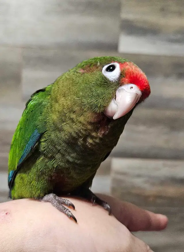 Male Conure Babies - Photo 3