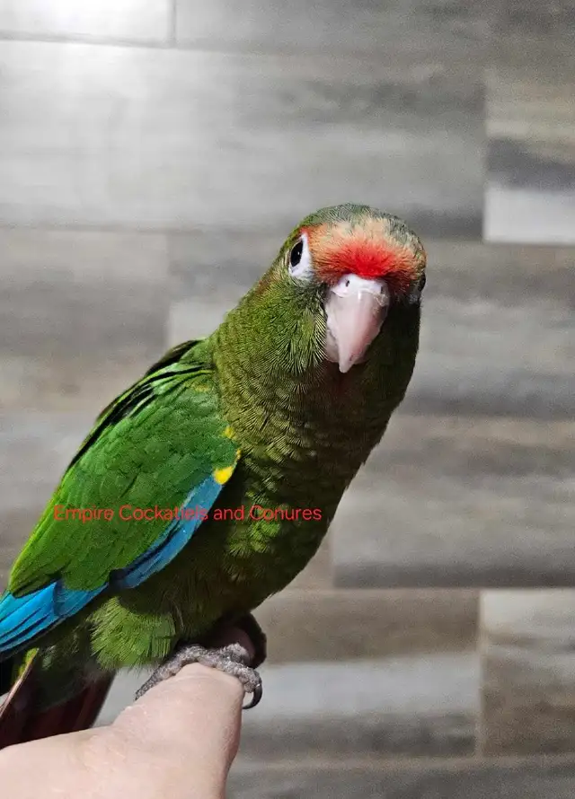 Male Conure Babies - Photo 4