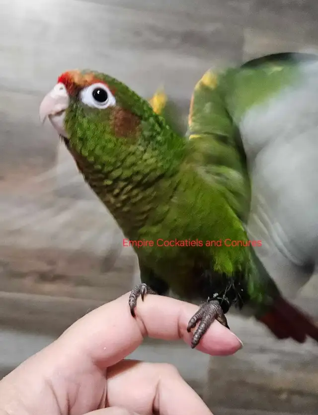 Male Conure Babies - Photo 5
