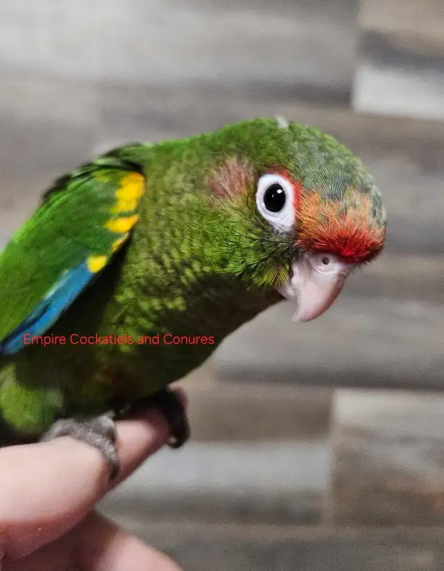 Male Conure Babies - Photo 6