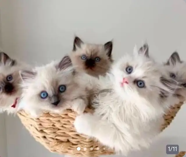 GORGEOUS BABY BICOLOR WHITE-MITTED RAGDOLLS!!! - Photo 2