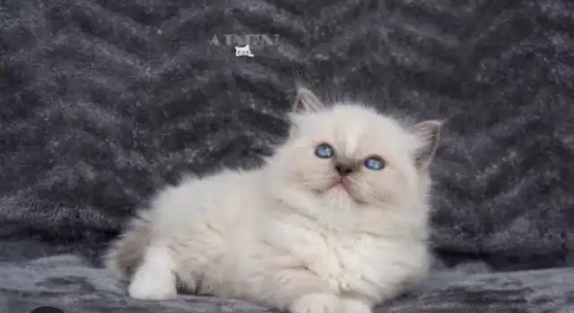 GORGEOUS BABY BICOLOR WHITE-MITTED RAGDOLLS!!! - Photo 4