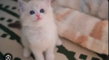 GORGEOUS BABY BICOLOR WHITE-MITTED RAGDOLLS!!! - Photo 6