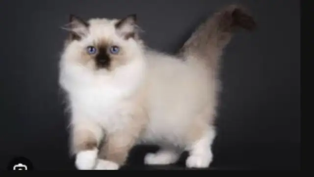 GORGEOUS BABY BICOLOR WHITE-MITTED RAGDOLLS!!! - Photo 7
