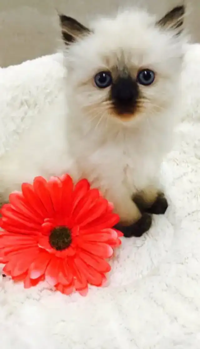 GORGEOUS BABY BICOLOR WHITE-MITTED RAGDOLLS!!! - Photo 10