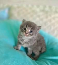 Ragdoll/Persian Mix Longhaired Kittens!