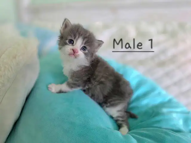 Ragdoll/Persian Mix Longhaired Kittens! - Photo 2