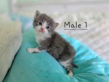 Ragdoll/Persian Mix Longhaired Kittens! - Photo 2