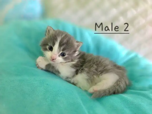 Ragdoll/Persian Mix Longhaired Kittens! - Photo 3
