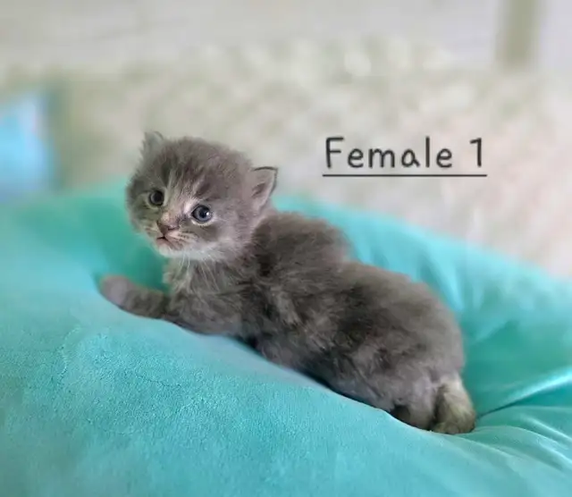 Ragdoll/Persian Mix Longhaired Kittens! - Photo 4