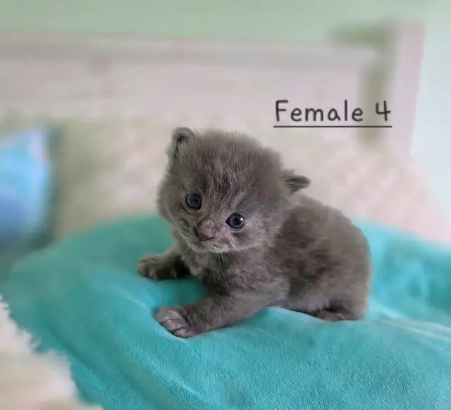Ragdoll/Persian Mix Longhaired Kittens! - Photo 7