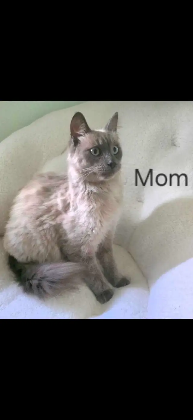 Ragdoll/Persian Mix Longhaired Kittens! - Photo 8