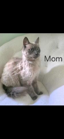 Ragdoll/Persian Mix Longhaired Kittens! - Photo 8