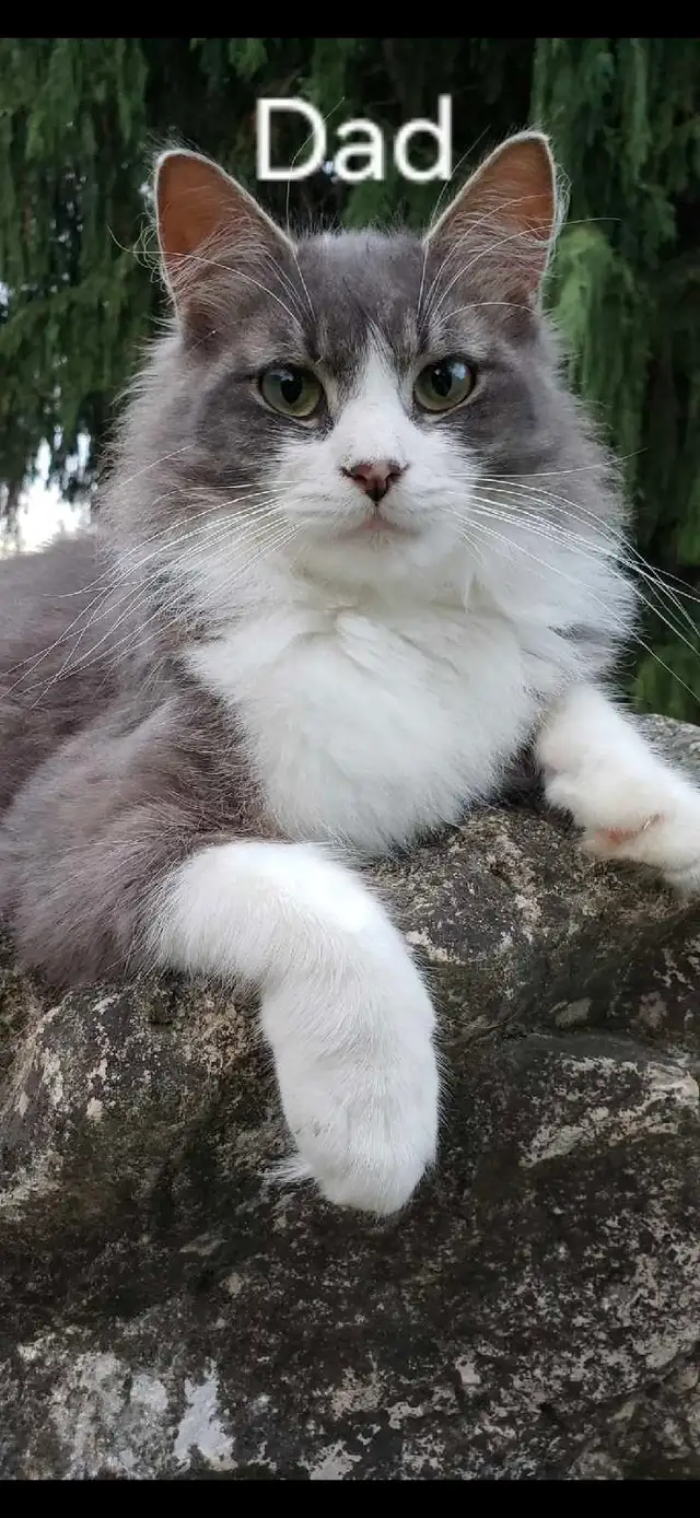 Ragdoll/Persian Mix Longhaired Kittens! - Photo 9