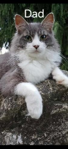 Ragdoll/Persian Mix Longhaired Kittens! - Photo 9
