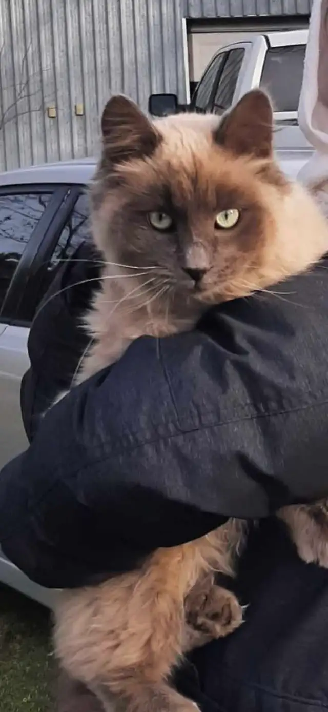 Ragdoll/Persian Mix Longhaired Kittens! - Photo 10