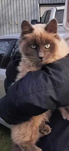Ragdoll/Persian Mix Longhaired Kittens! - Photo 10