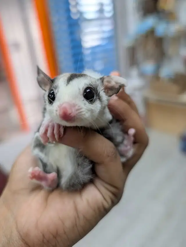 Sugar Glider Joeys