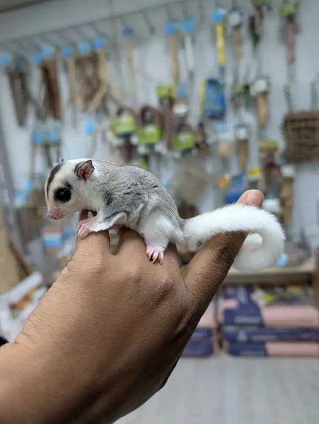 Sugar Glider Joeys - Photo 2