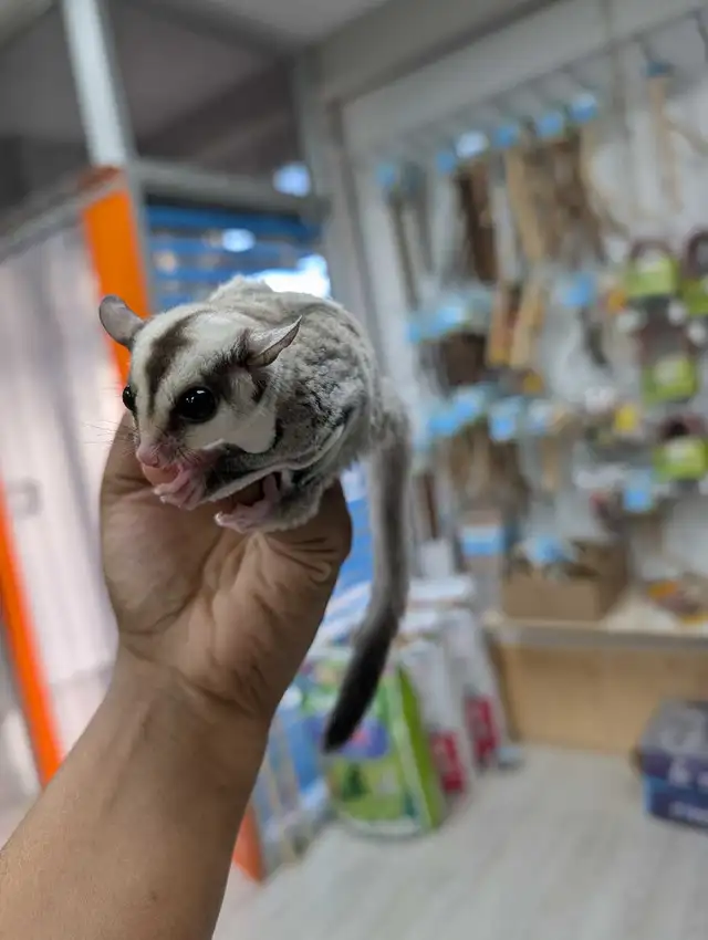 Sugar Glider Joeys - Photo 3