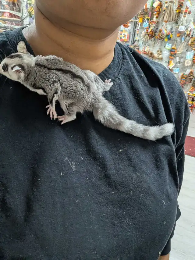 Sugar Glider Joeys - Photo 4