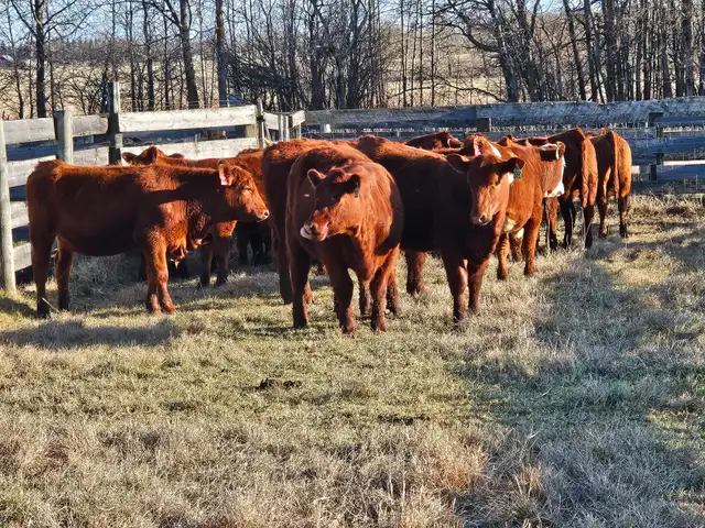 Breeding heifers
