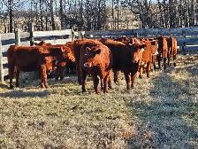 Breeding heifers