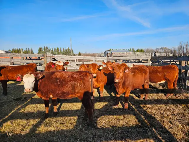 Breeding heifers - Photo 2