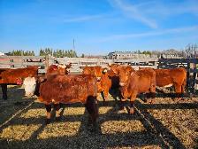 Breeding heifers - Photo 2
