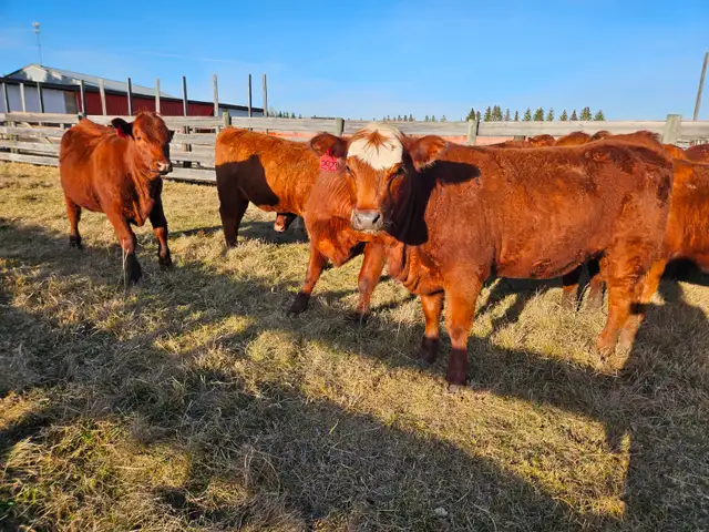 Breeding heifers - Photo 3