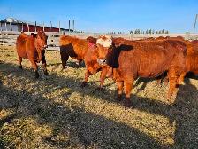 Breeding heifers - Photo 3