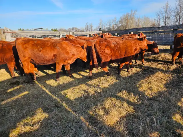 Breeding heifers - Photo 4