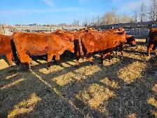 Breeding heifers - Photo 4