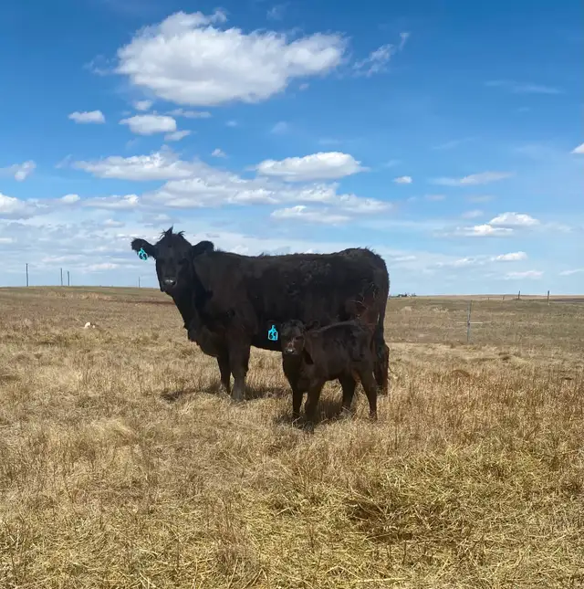 First calf heifer pairs