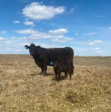 First calf heifer pairs