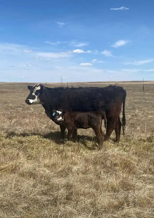 First calf heifer pairs - Photo 2