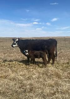 First calf heifer pairs - Photo 2