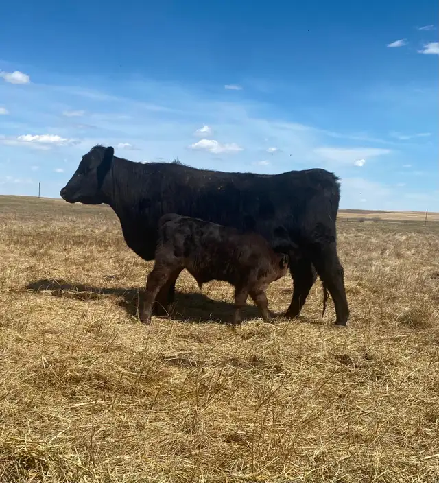 First calf heifer pairs - Photo 3