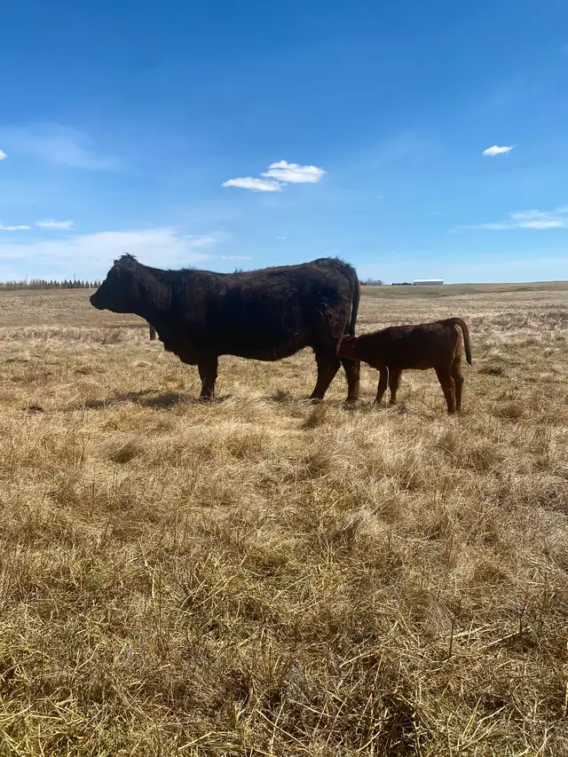 First calf heifer pairs - Photo 4