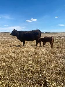 First calf heifer pairs - Photo 4