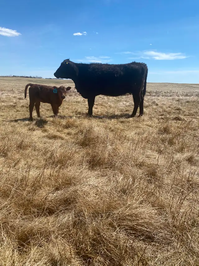 First calf heifer pairs - Photo 5